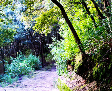 Complesso Boschivo Della Maddalena